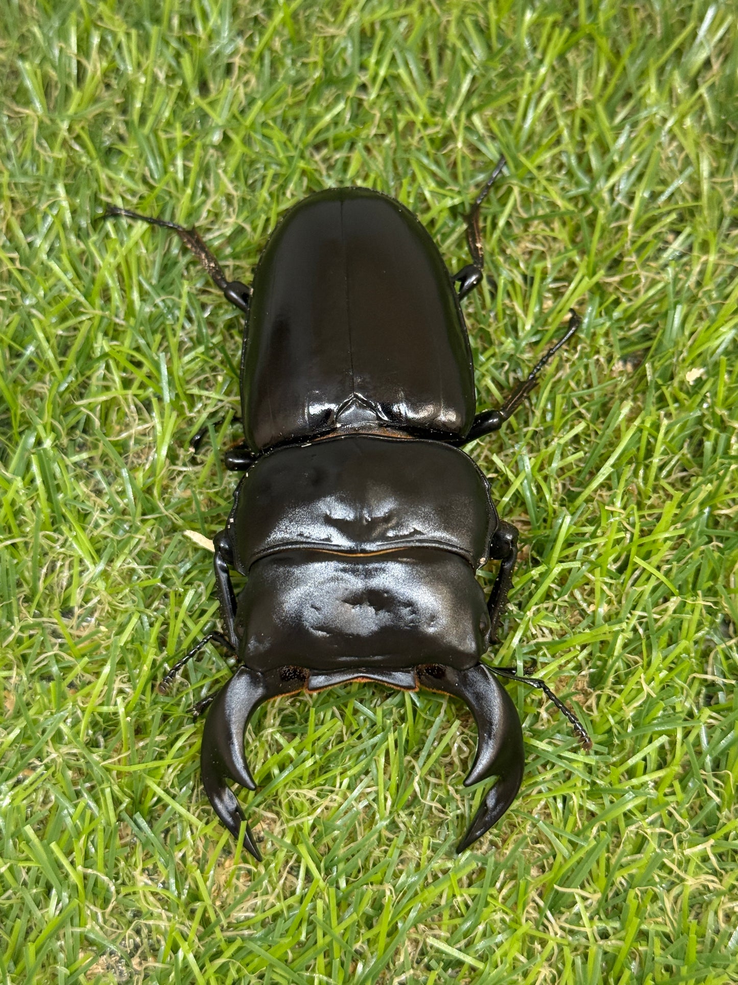インド アンタエウスオオクワガタ　♂81.5mm成虫ペア