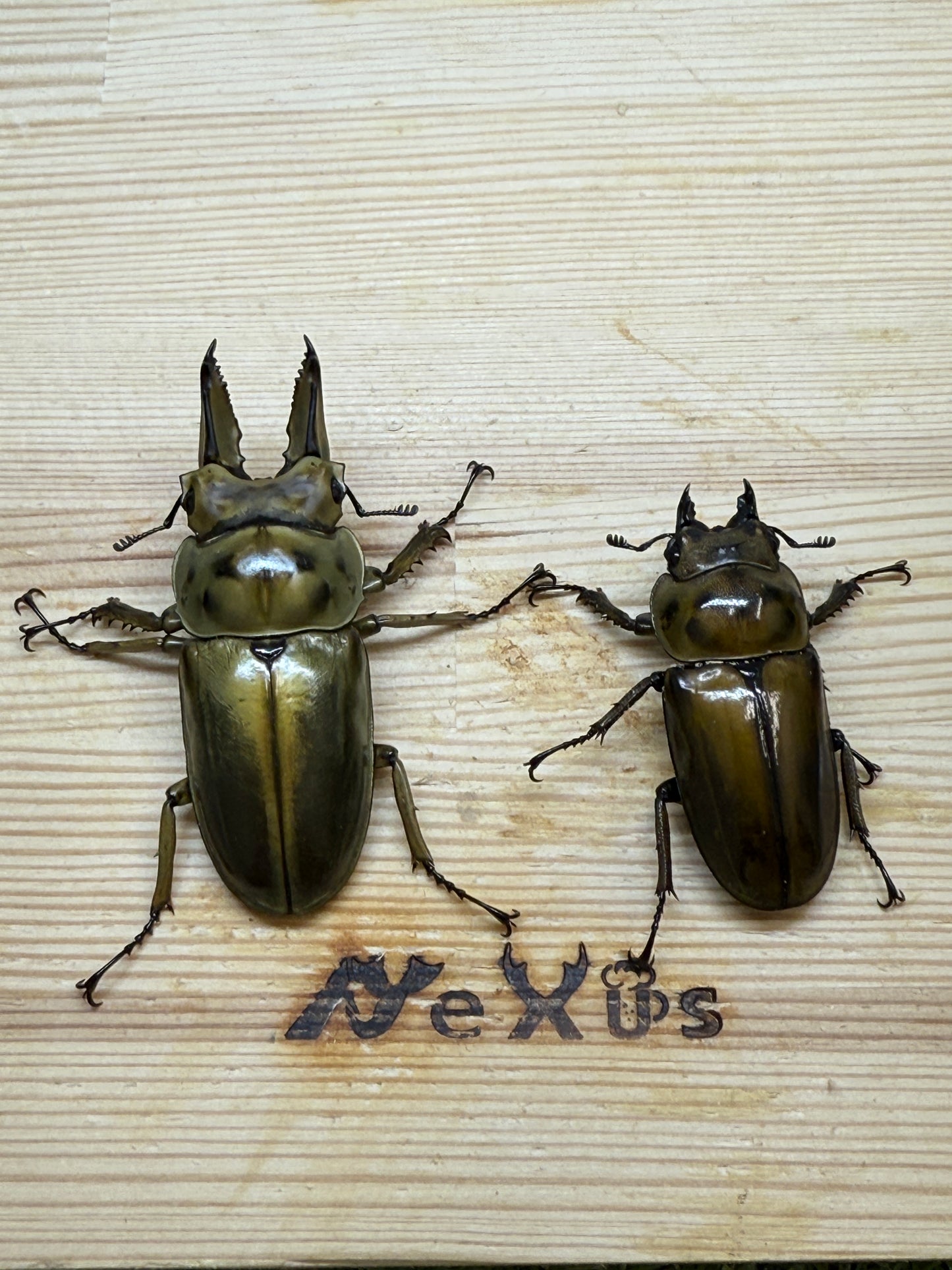 ババオウゴンオニクワガタ　♂62.8mm成虫ペア