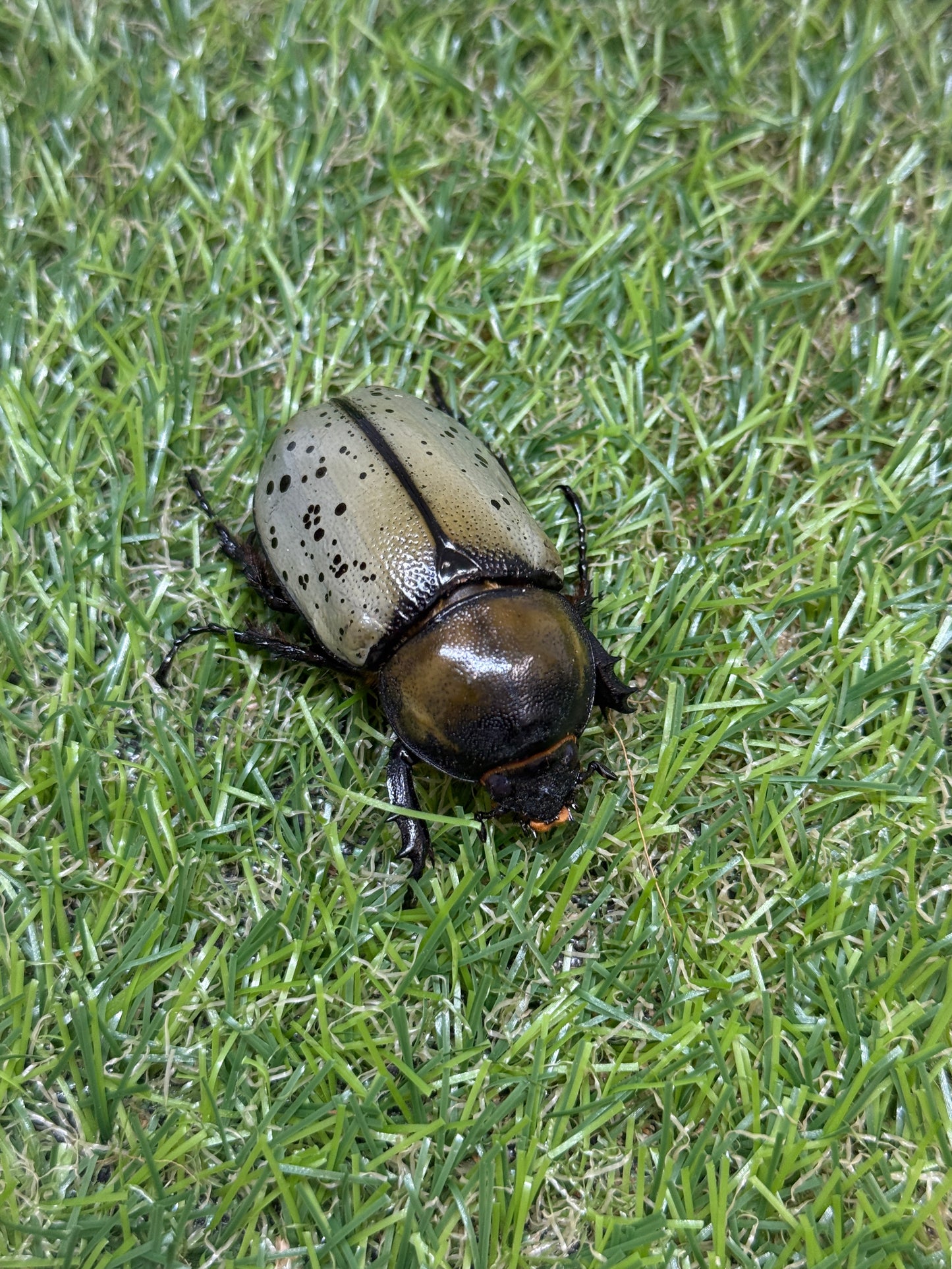 ティティウスシロカブト　♂65mm成虫ペア