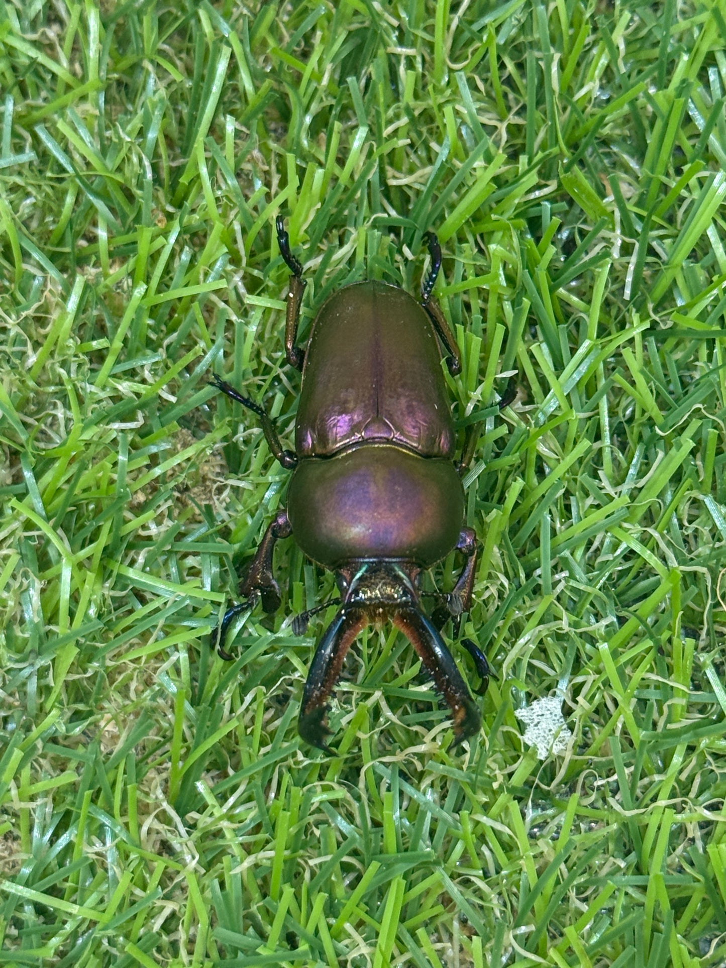 パプアキンイロクワガタ　♂39mm成虫ペア