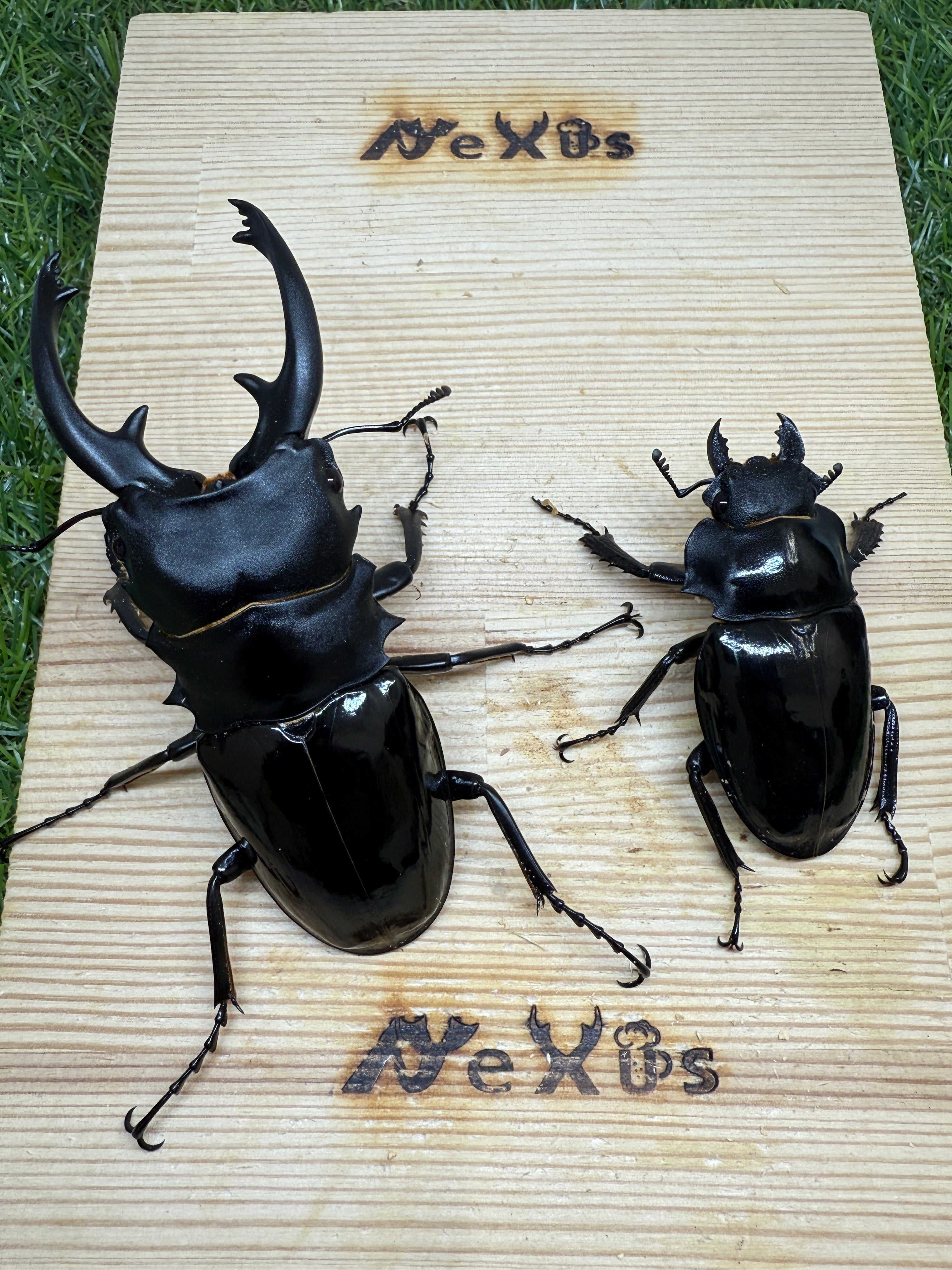 インターメディアツヤクワガタ ♂93.6mm成虫ペア – 昆虫ショップNexus