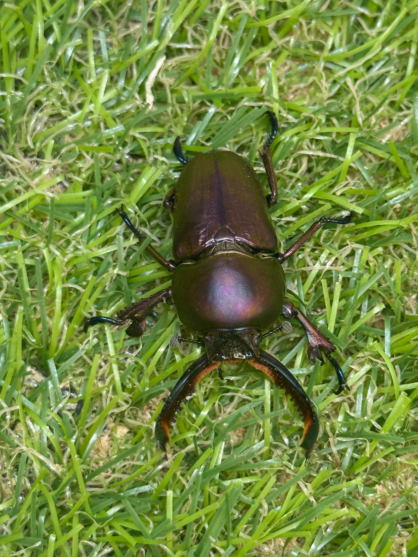 パプアキンイロクワガタ　♂39.5mm成虫ペア