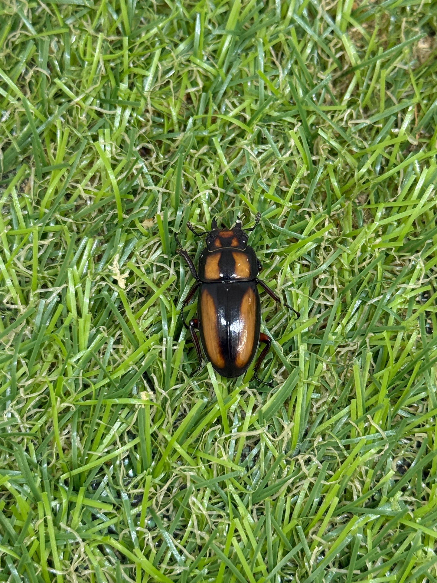 カネギエーテルノコギリクワガタ　♂39mm成虫ペア