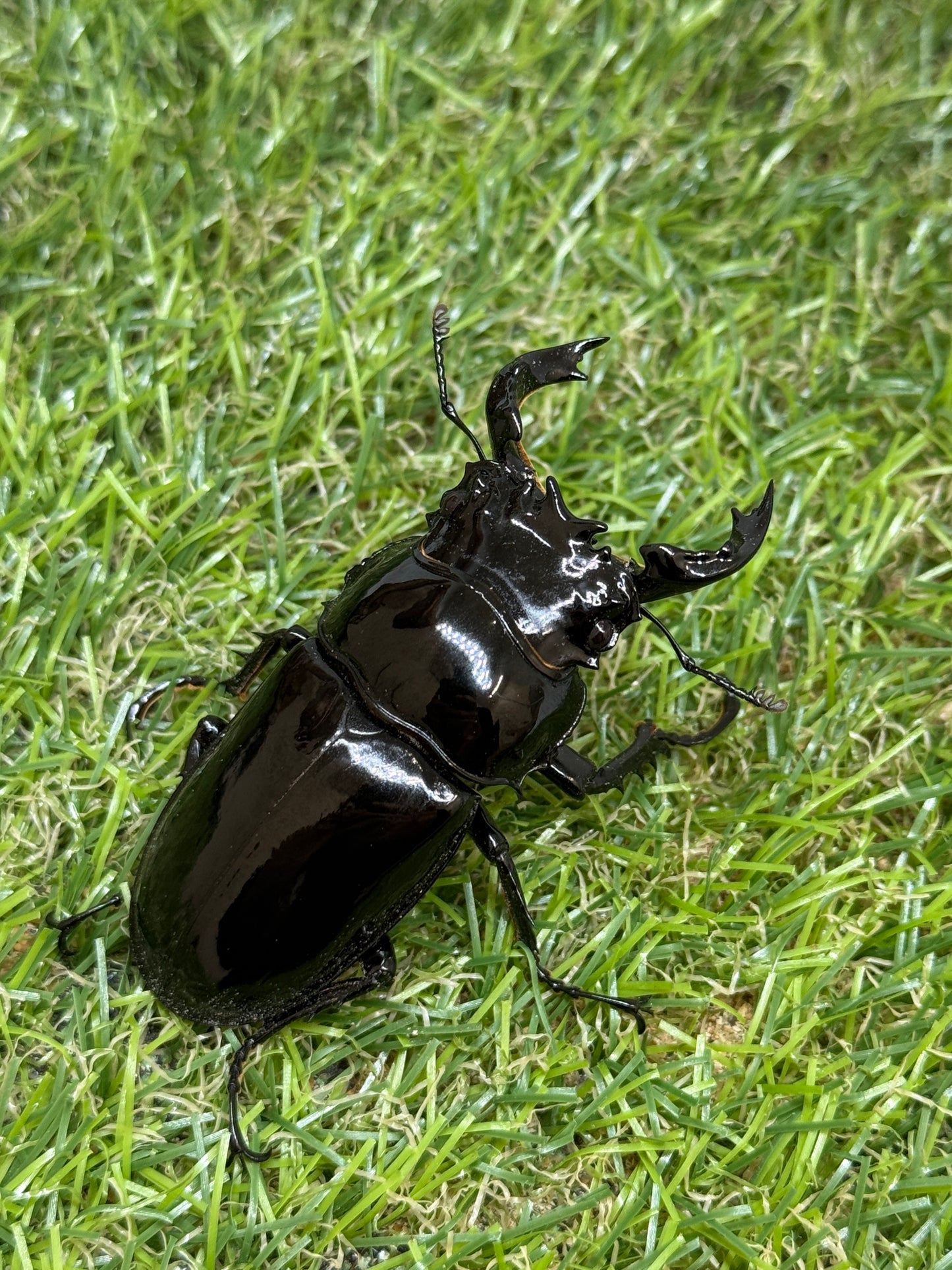 タランドゥスオオツヤクワガタ　♂64.5mm成虫ペア