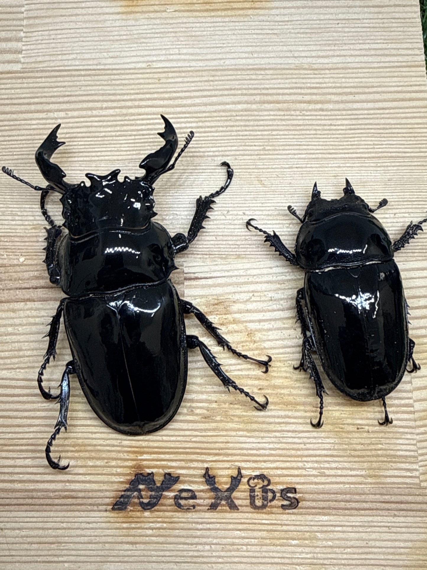 タランドゥスオオツヤクワガタ　♂81mm成虫ペア