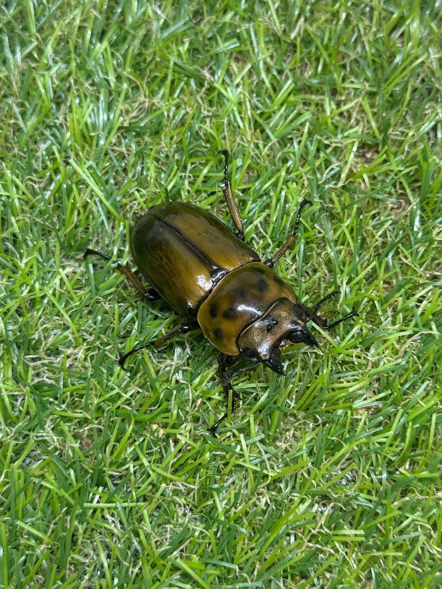 タイ産　オウゴンオニクワガタ　♂67mm成虫ペア