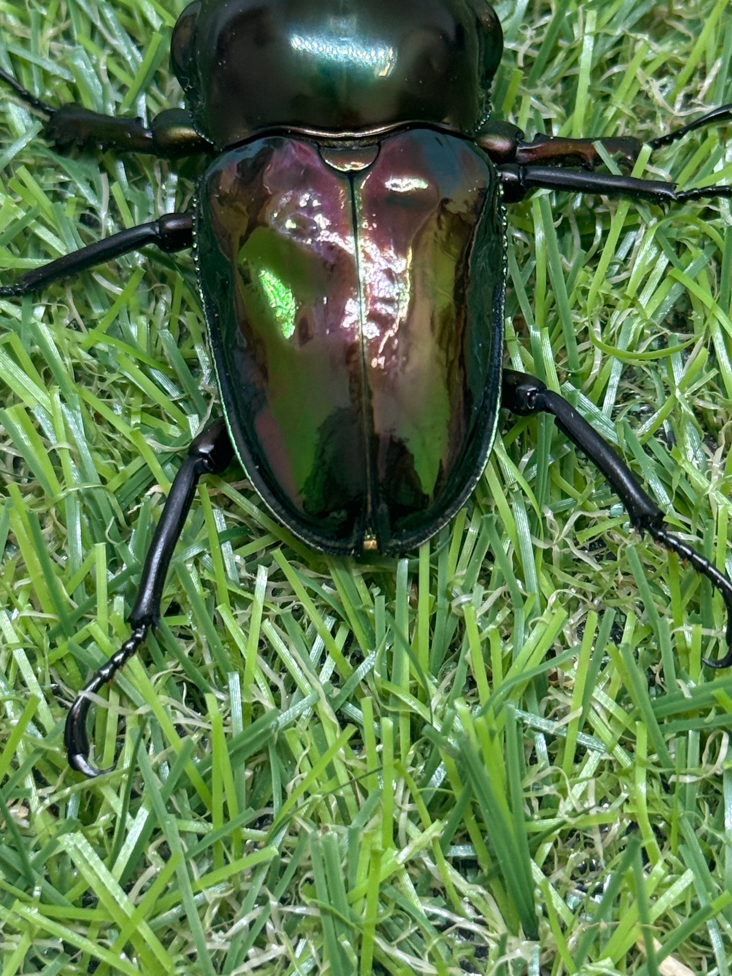 ニジイロクワガタ　♂58mm成虫ペア