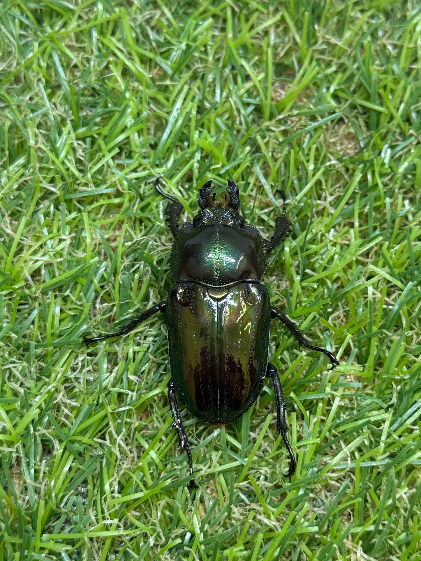 ニジイロクワガタ(グリーン系)　♂58mm成虫ペア