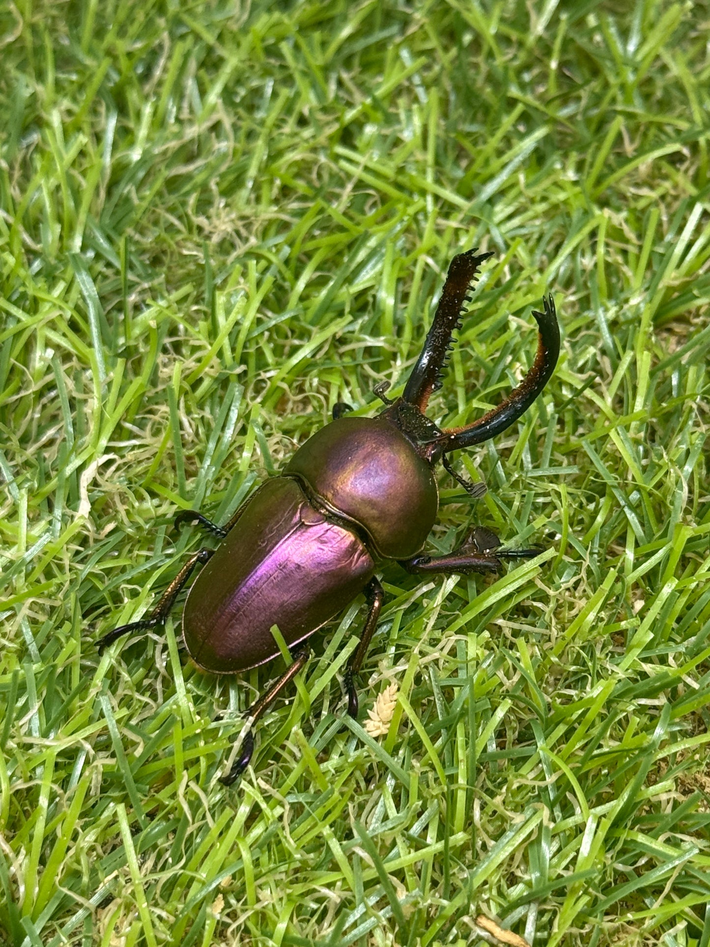パプアキンイロクワガタ　♂39mm成虫ペア