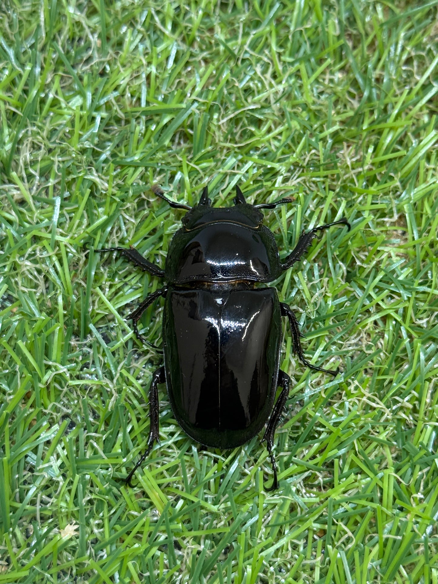 タランドゥスオオツヤクワガタ　♂56mm成虫ペア