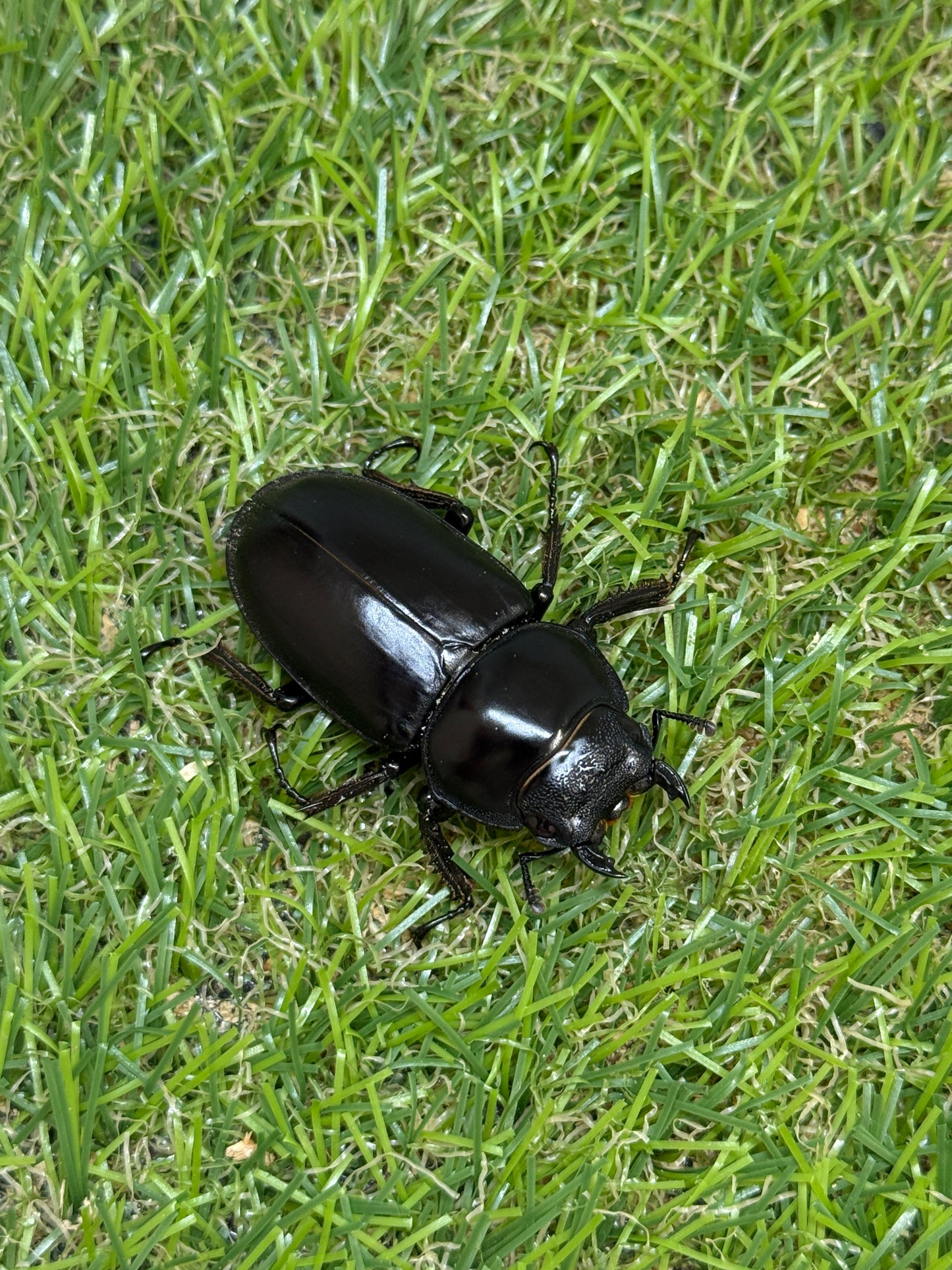 タイ アンタエウスオオクワガタ　♂75mm成虫ペア
