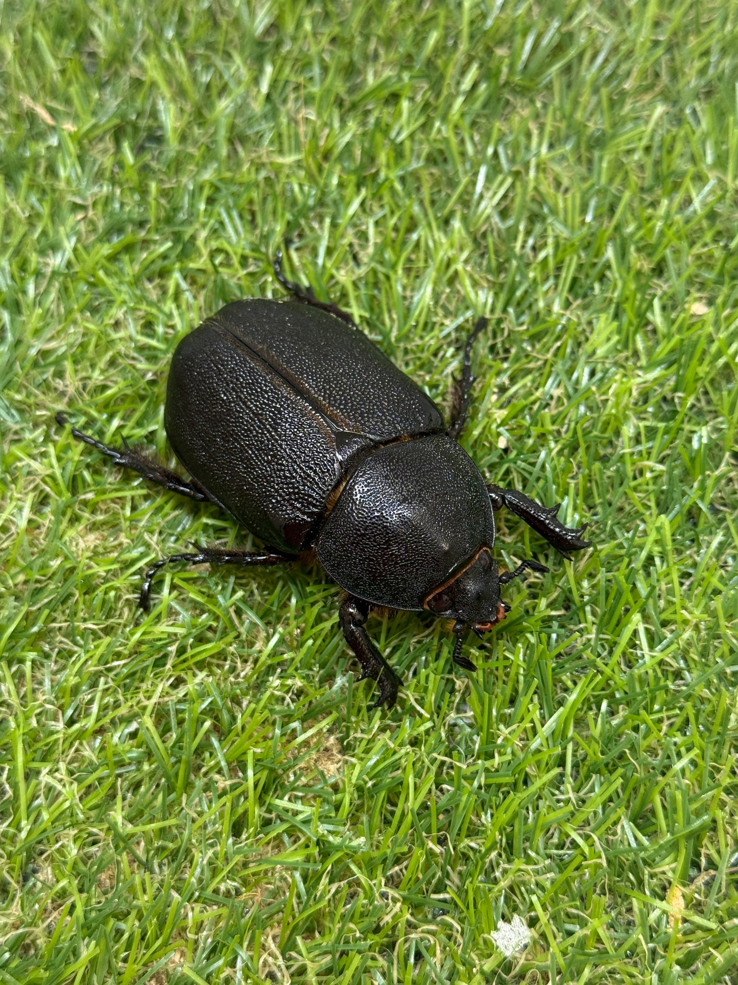 サタンオオカブト　♂92.5mm成虫ペア