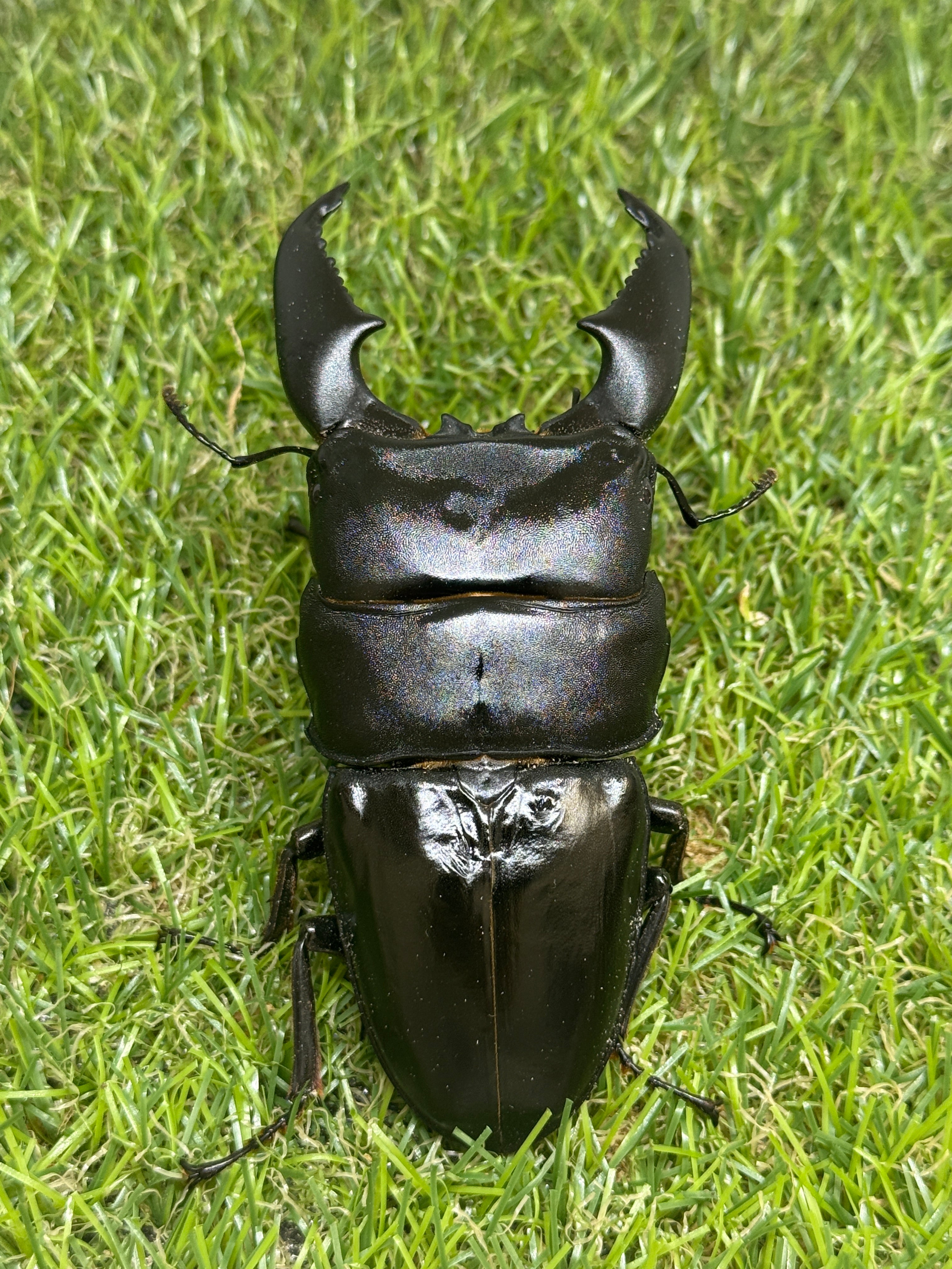 スマトラオオヒラタクワガタ ♂101.5mm成虫ペア – 昆虫ショップNexus