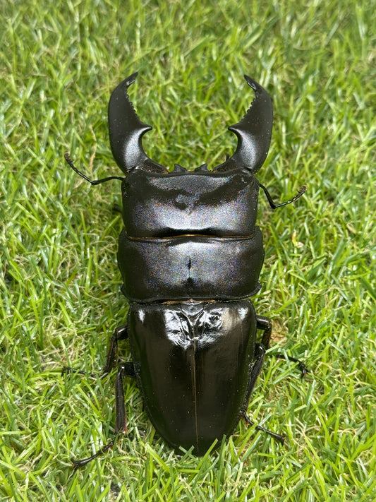 スマトラオオヒラタクワガタ ♂101.5mm成虫ペア