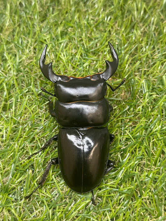 インドアンタエウスオオクワガタ　♂73.3mm成虫ペア