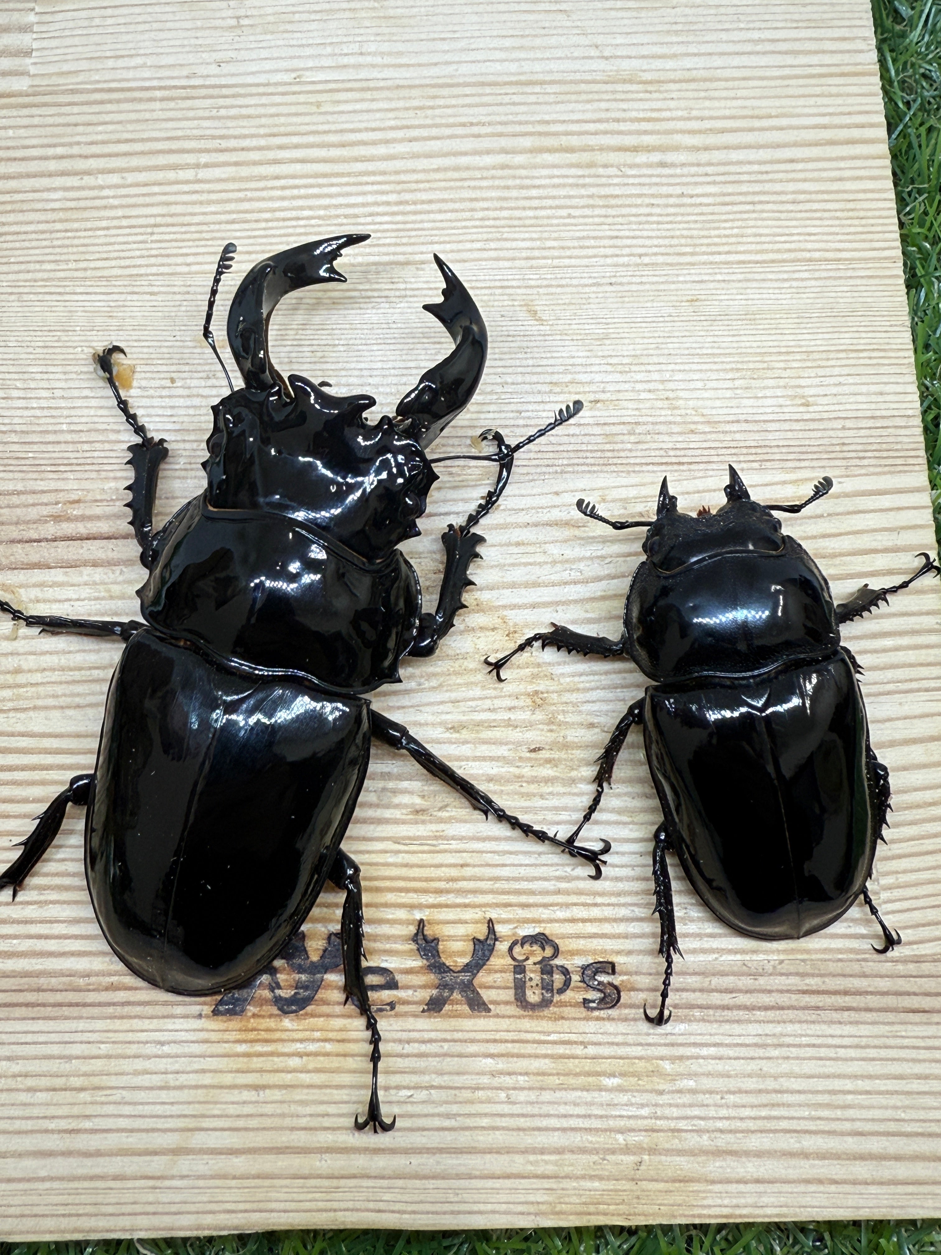タランドゥスオオツヤクワガタ ♂87.1mm成虫ペア – 昆虫ショップNexus