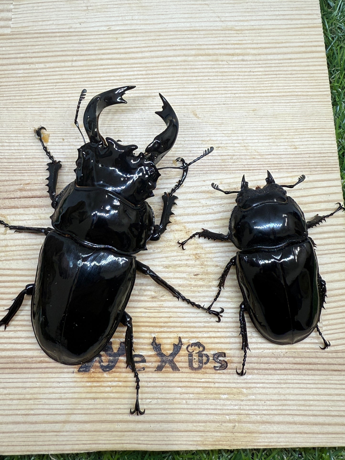 タランドゥスオオツヤクワガタ　♂87.1mm成虫ペア