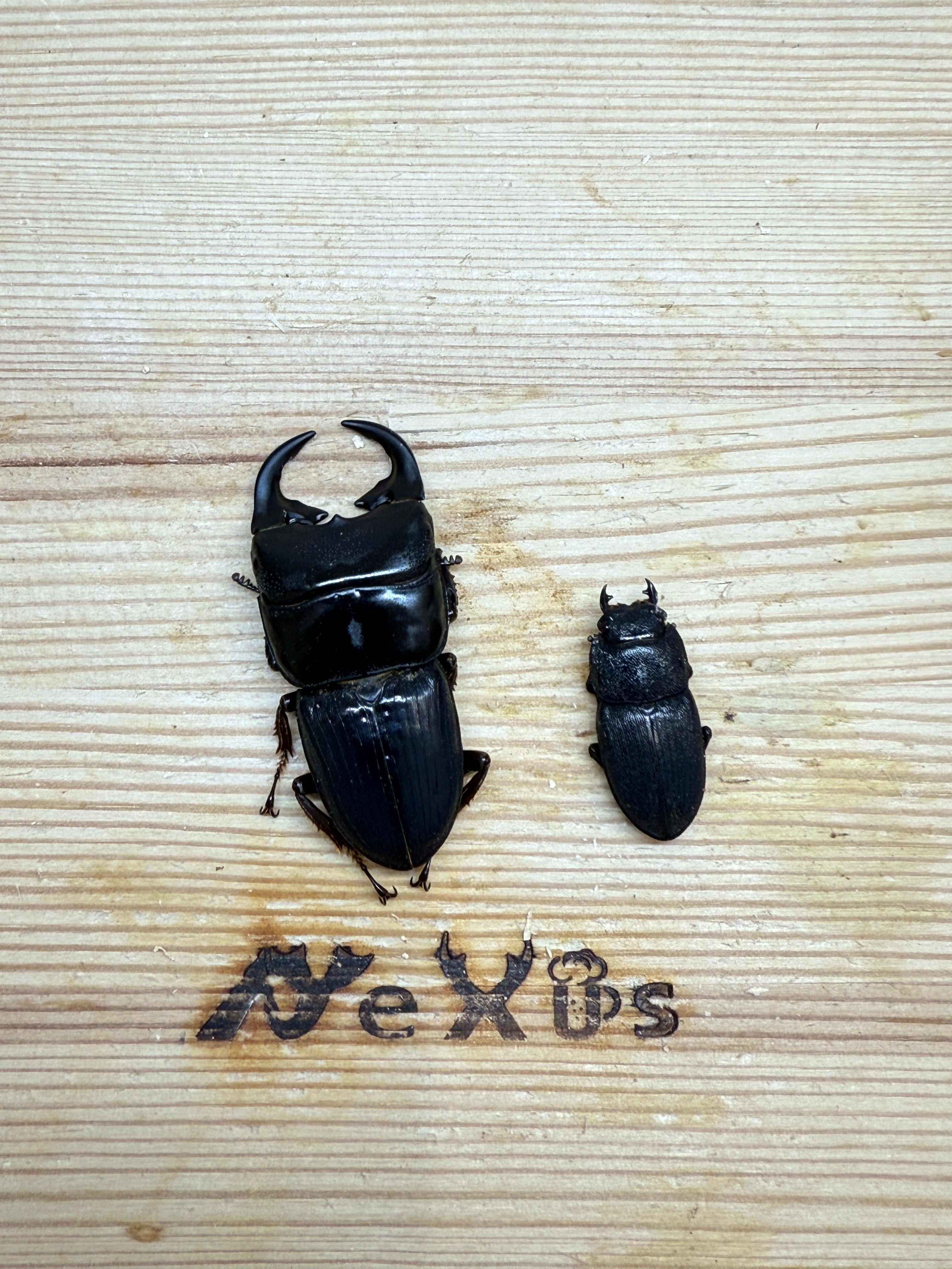 プンクティペンニスネブトクワガタ ♂43mm成虫ペア – 昆虫ショップNexus