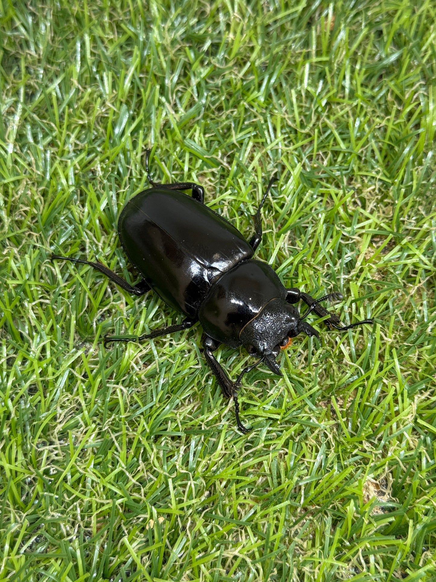 ギラファノコギリクワガタ　ケイスケ　♂103mm成虫ペア