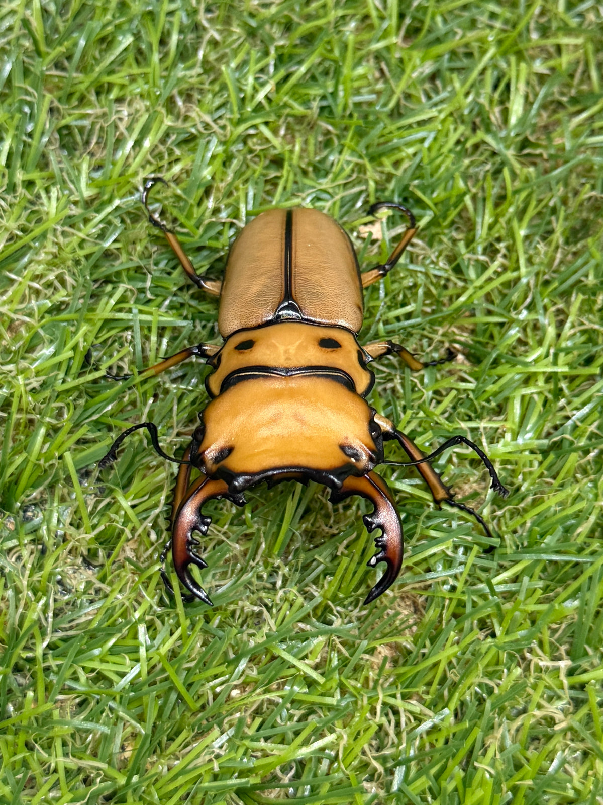 メンガタメリークワガタ　♂51mm成虫ペア