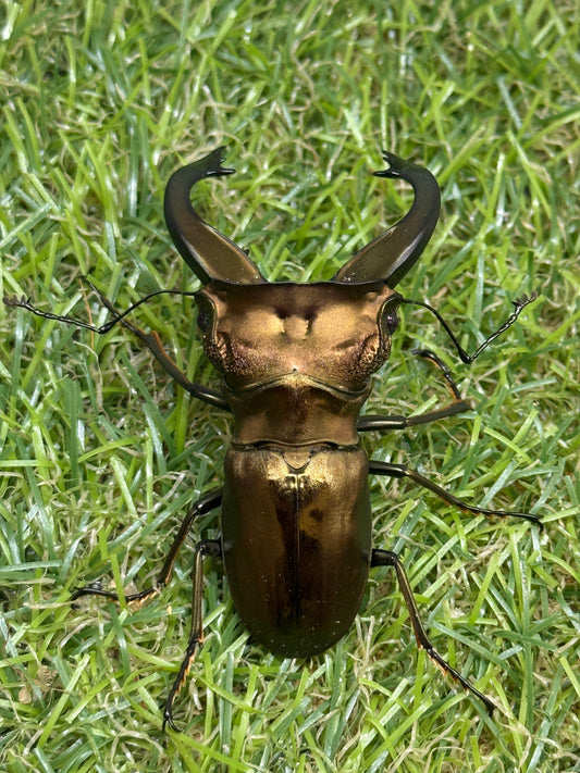 スペキオススホソアカクワガタ　♂58mm成虫ペア