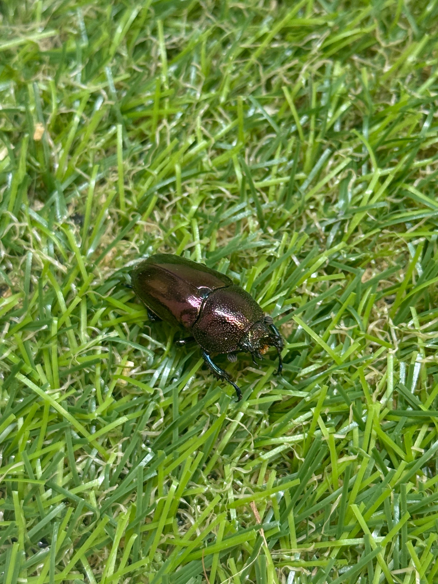 パプアキンイロクワガタ　♂39mm成虫ペア