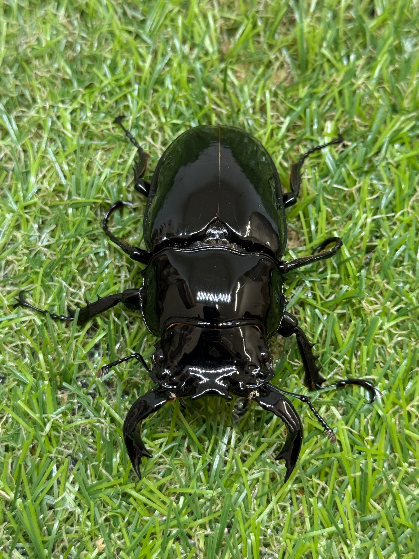 タランドゥスオオツヤクワガタ　♂74mm成虫ペア