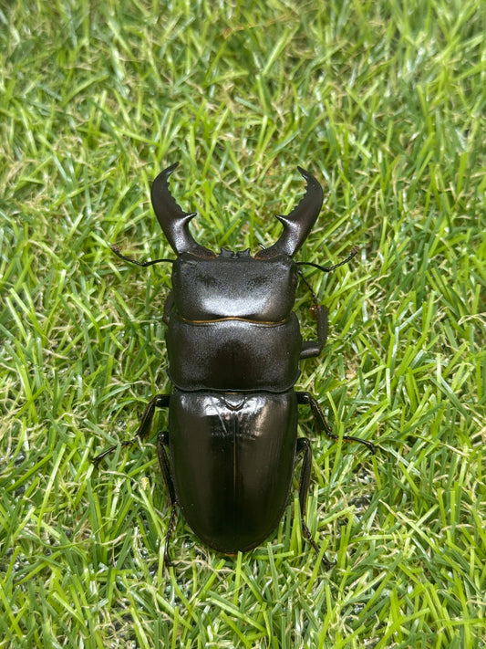 オキノエラブヒラタクワガタ　♂66mm成虫ペア