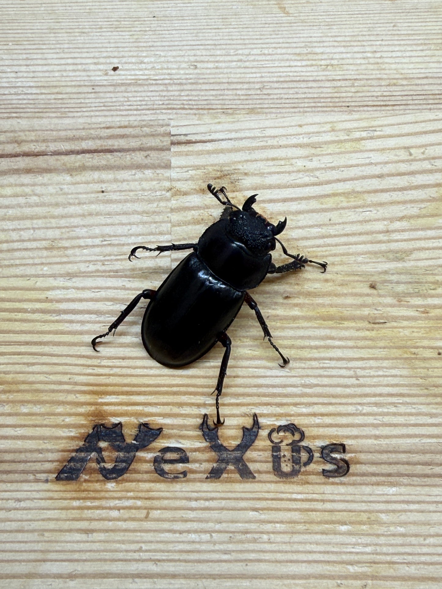 ディディエールシカクワガタ　♀32.6mm単品