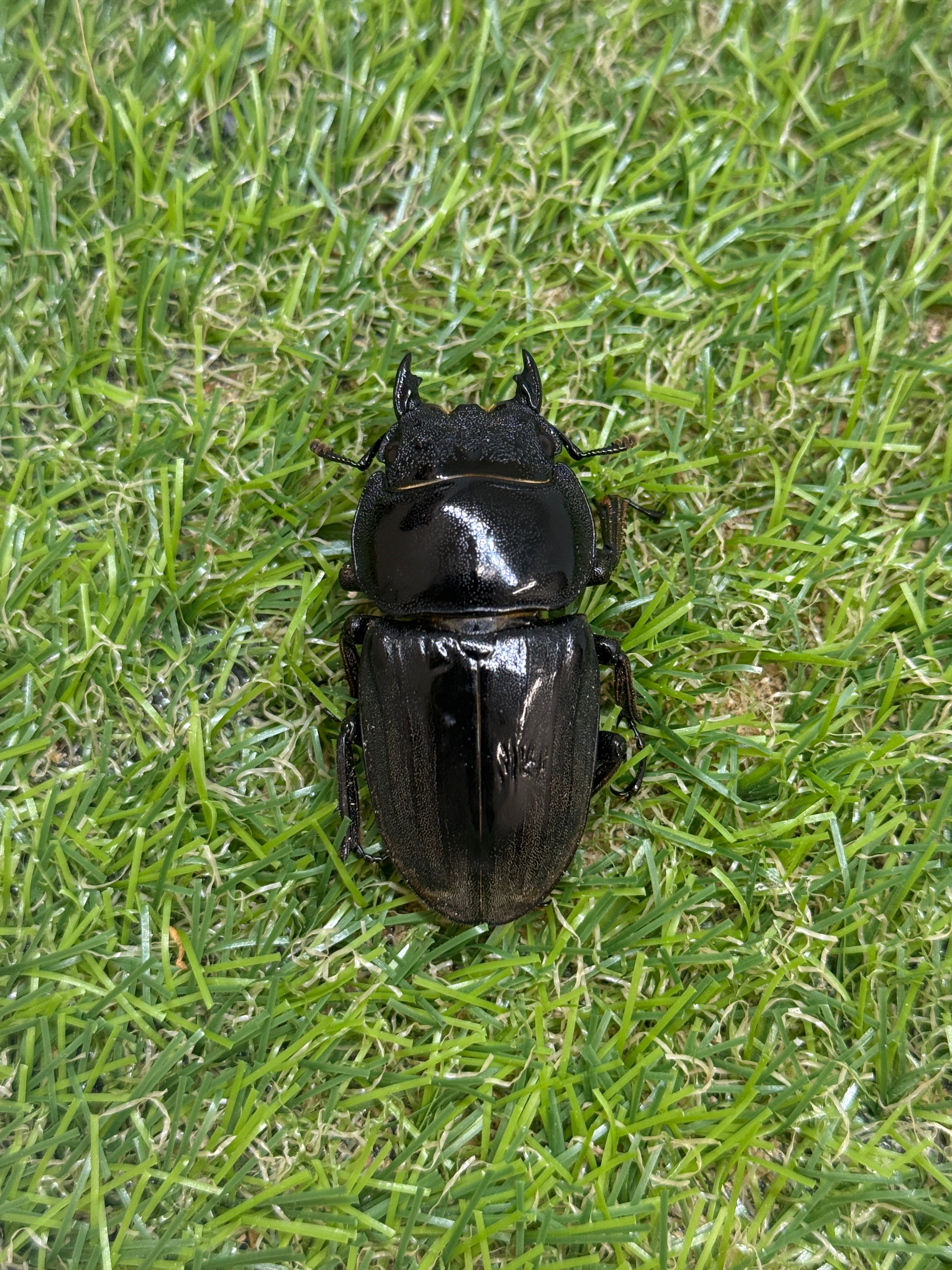 スマトラオオヒラタクワガタ ♂91.9mm成虫ペア – 昆虫ショップNexus