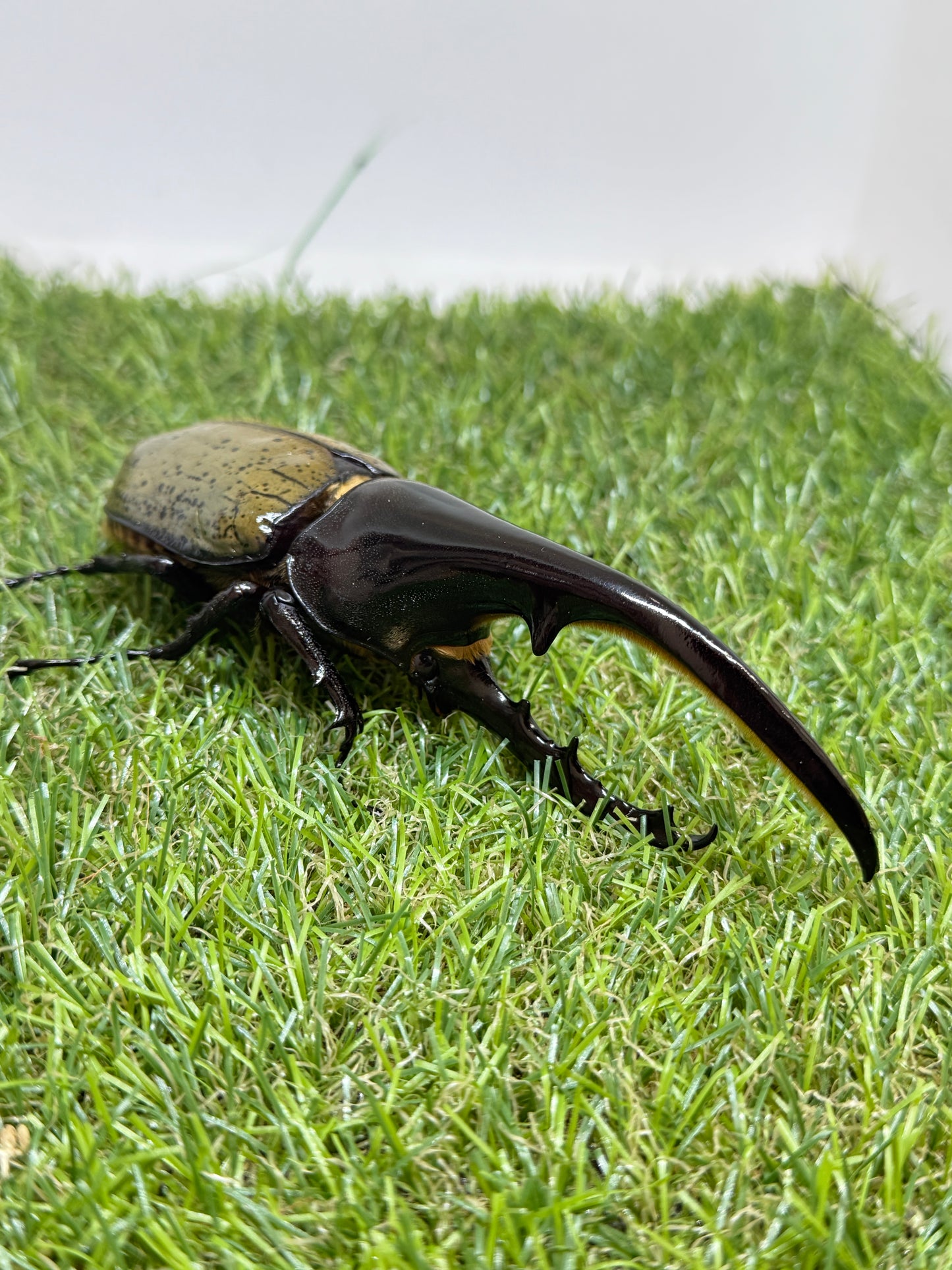 DH･ヘラクレス　♂128mm単品