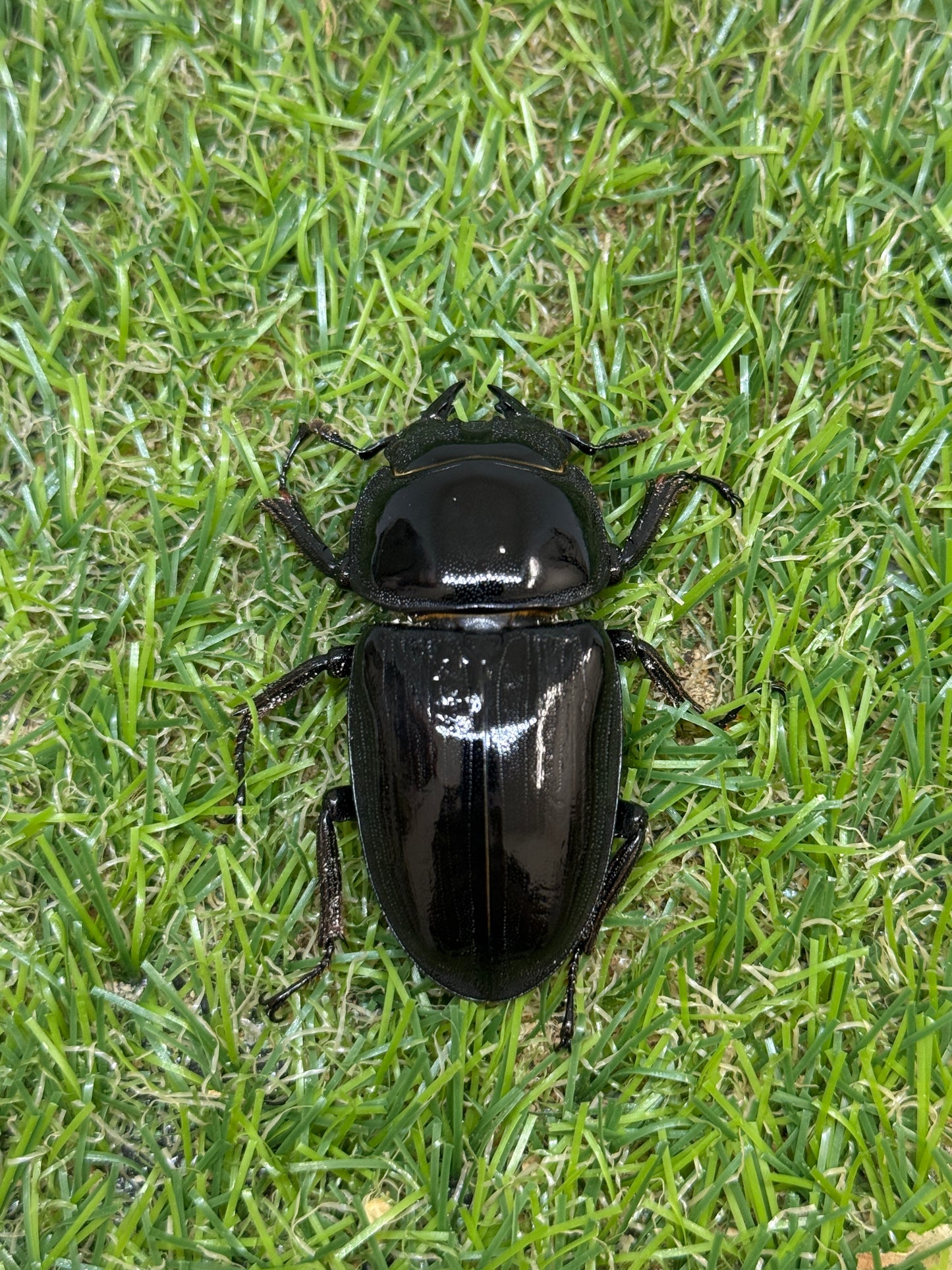 グランディスオオクワガタ　♂82mm成虫ペア