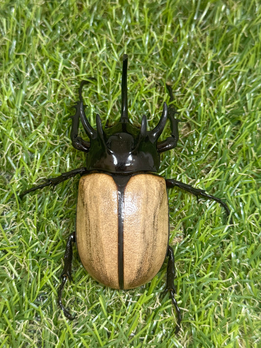 ゴホンヅノカブトWD　♂75mm成虫ペア