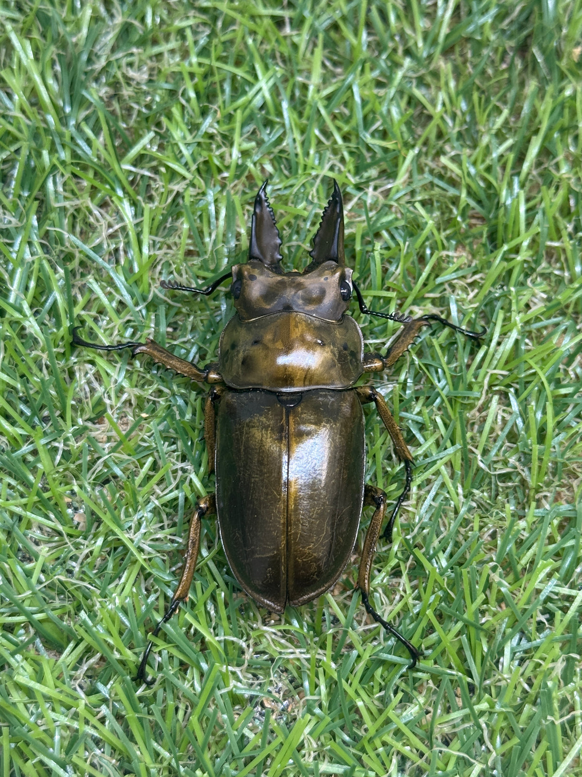 ババオウゴンオニクワガタ　♂52mm成虫ペア