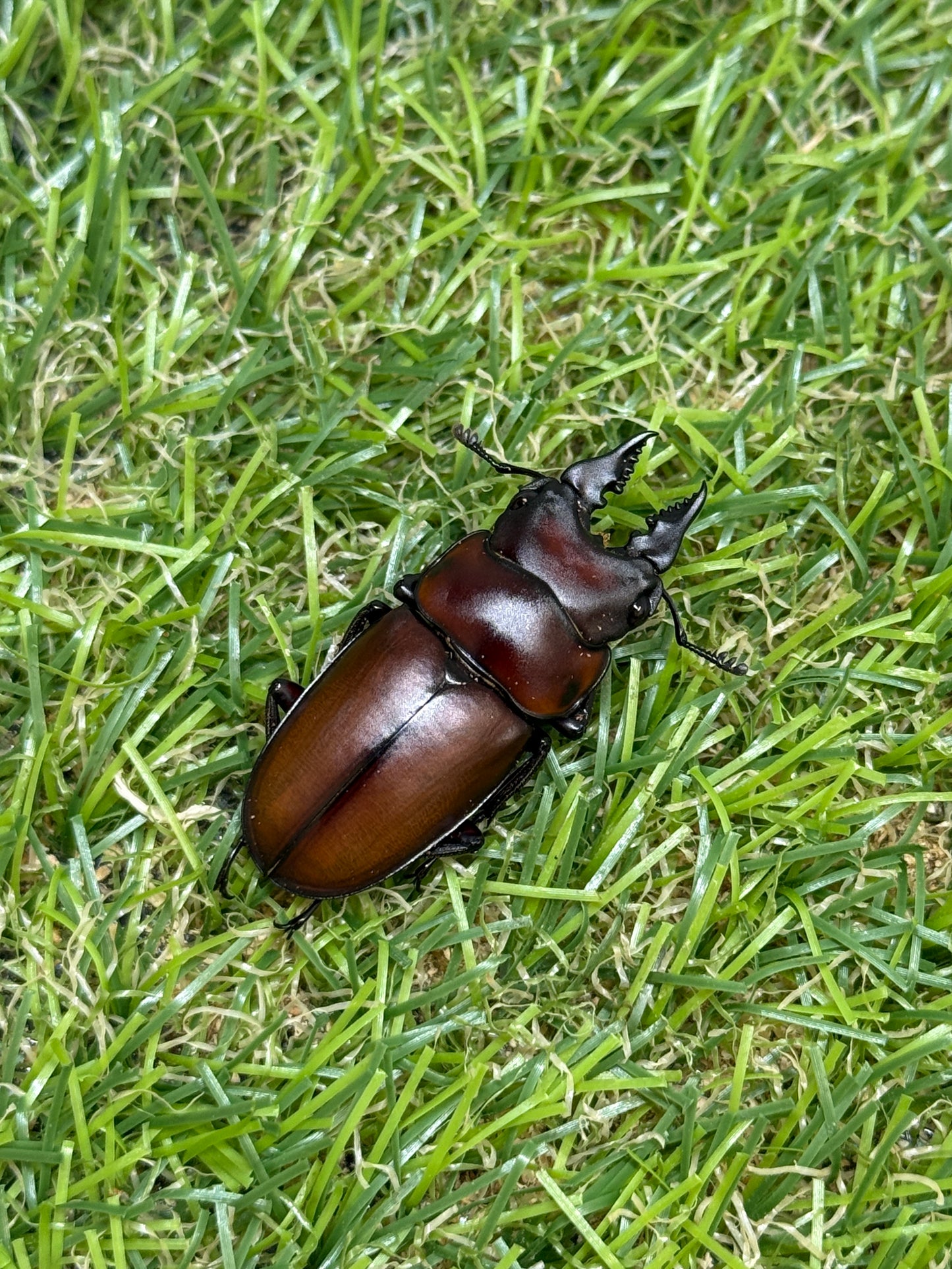 フスクスノコギリクワガタ　♂36.5mm成虫ペア
