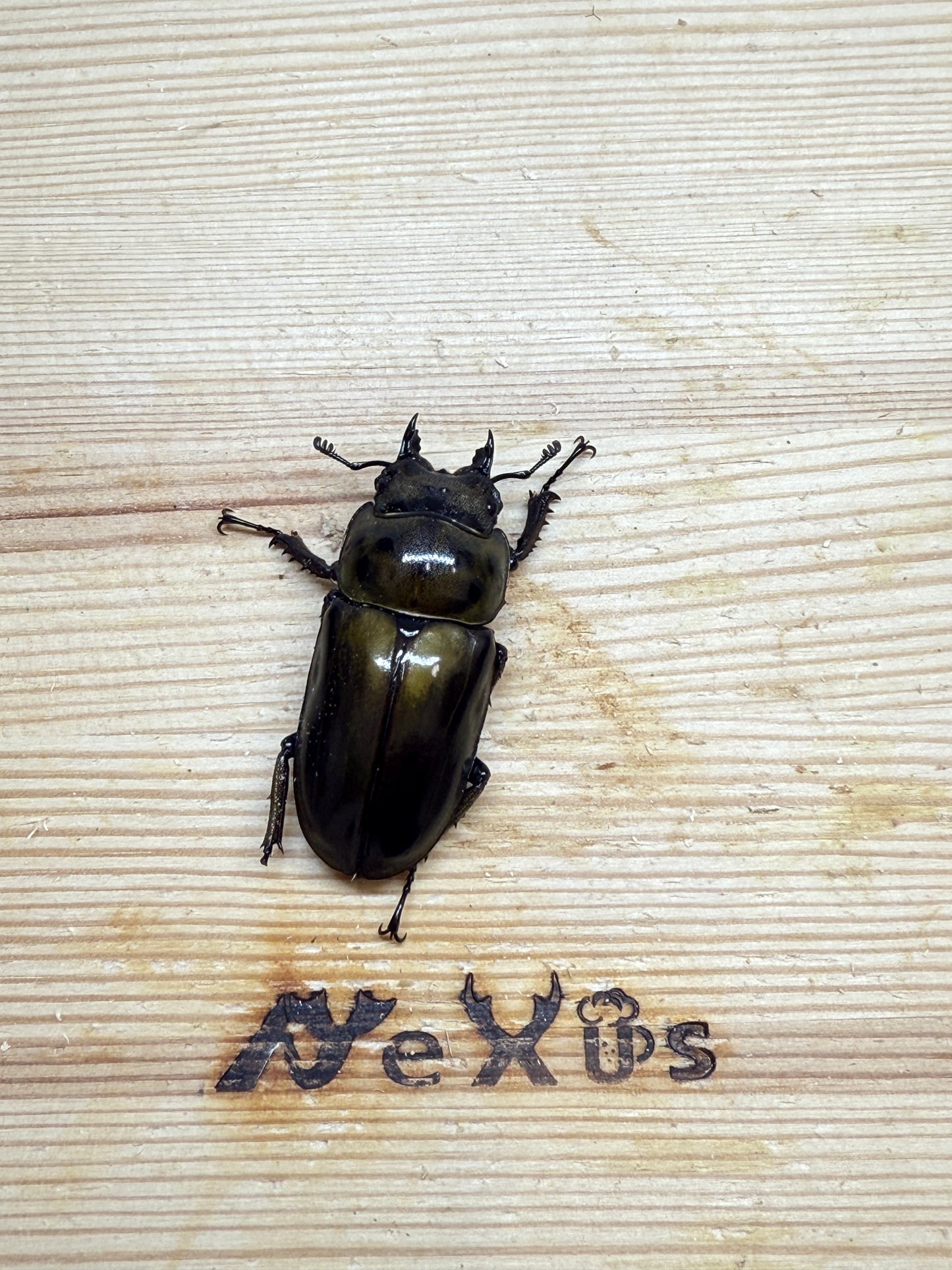 ババオウゴンオニクワガタ　♀43mm単品