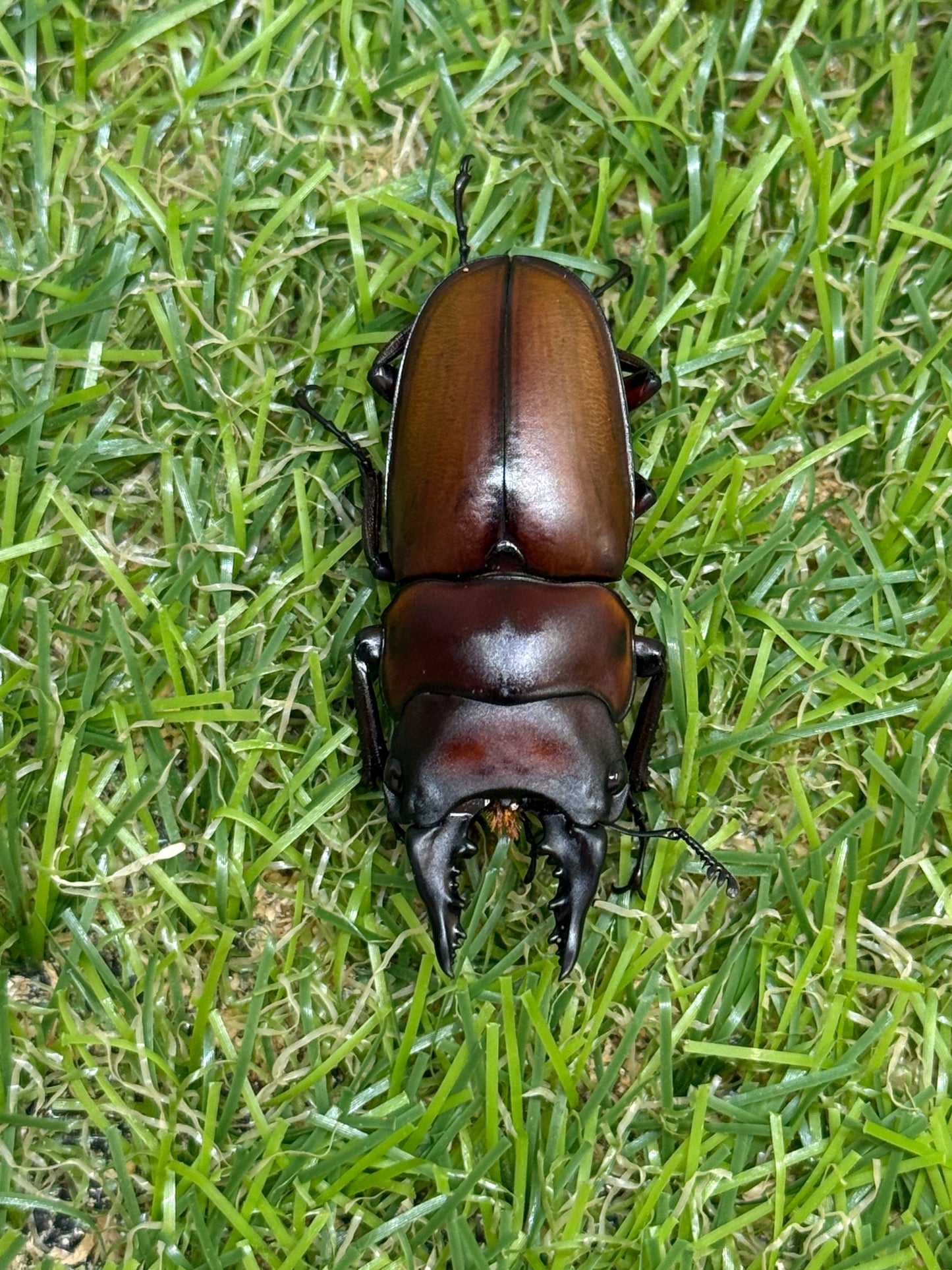 フスクスノコギリクワガタ　♂41mm成虫ペア