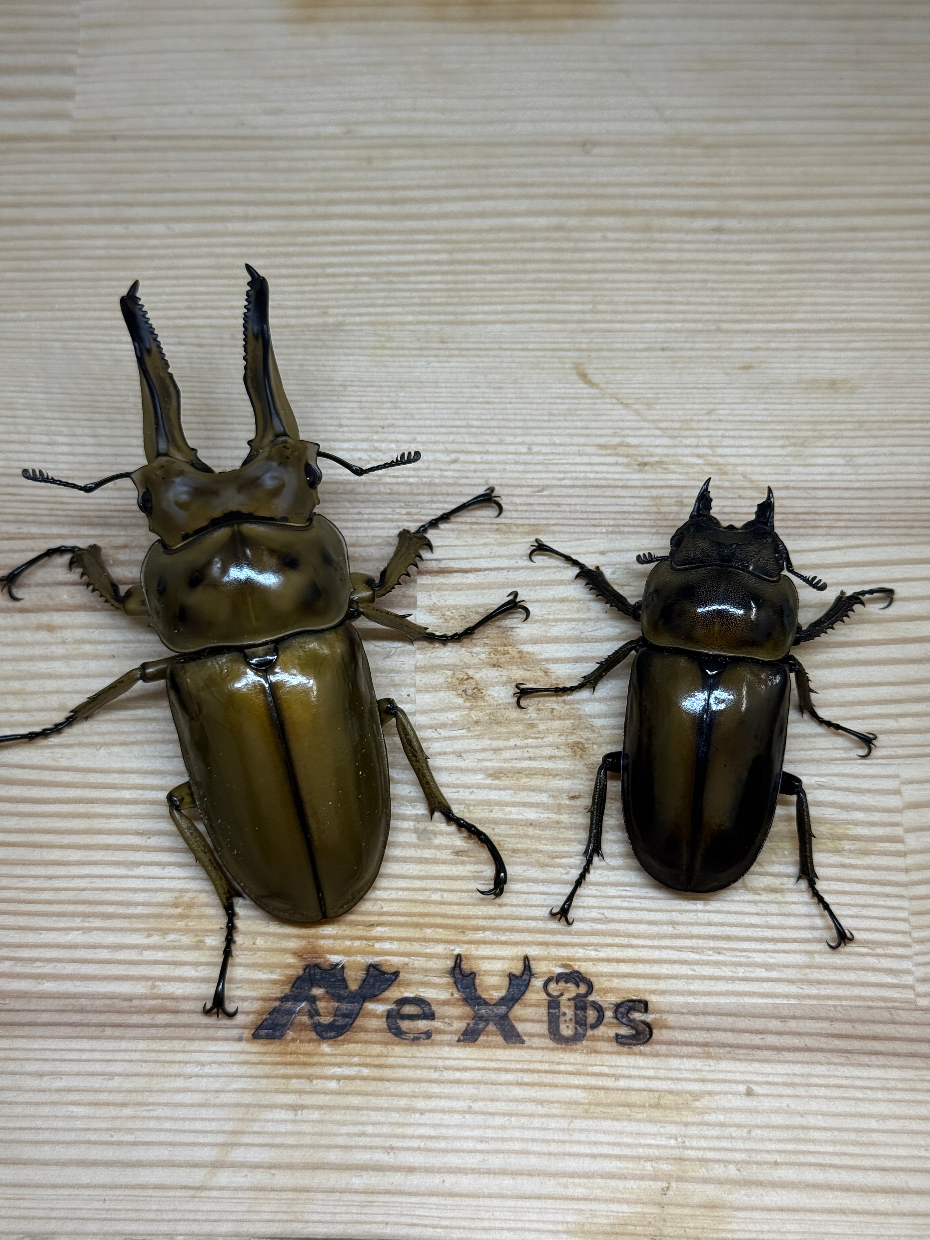 ハニクマ ババオウゴンオニクワガタ ♂75.7mm成虫ペア – 昆虫ショップNexus