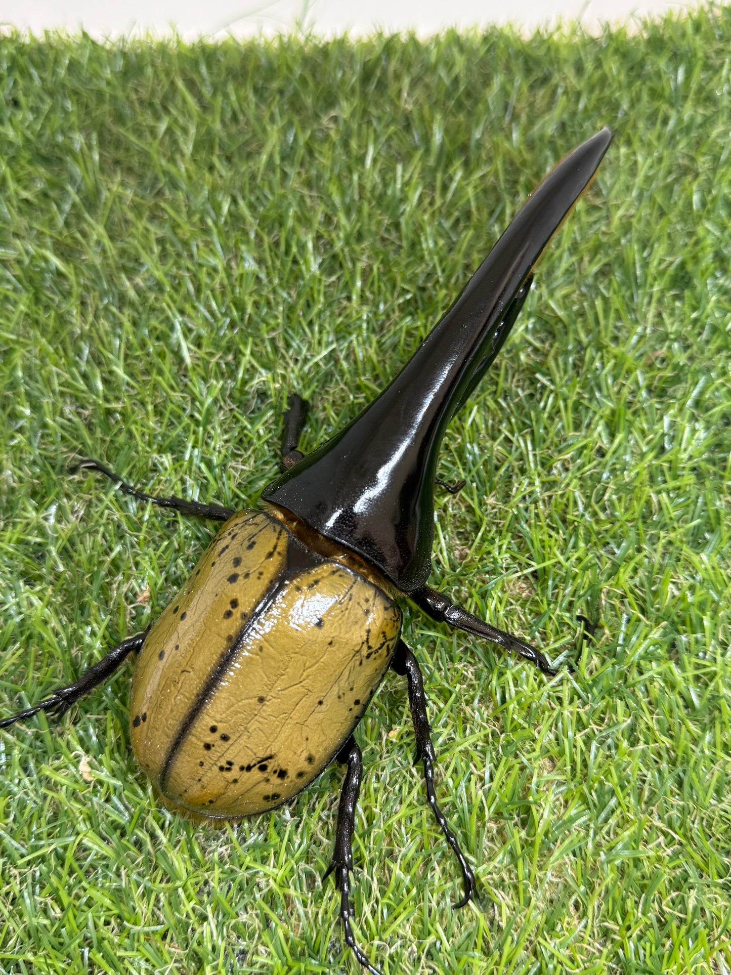 DH･ヘラクレス　♂152mm成虫ペア