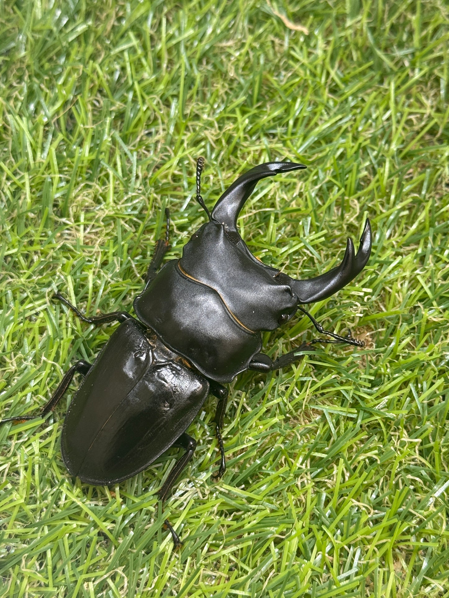 オオクワガタ　奈良輪川西　♂70mm成虫ペア