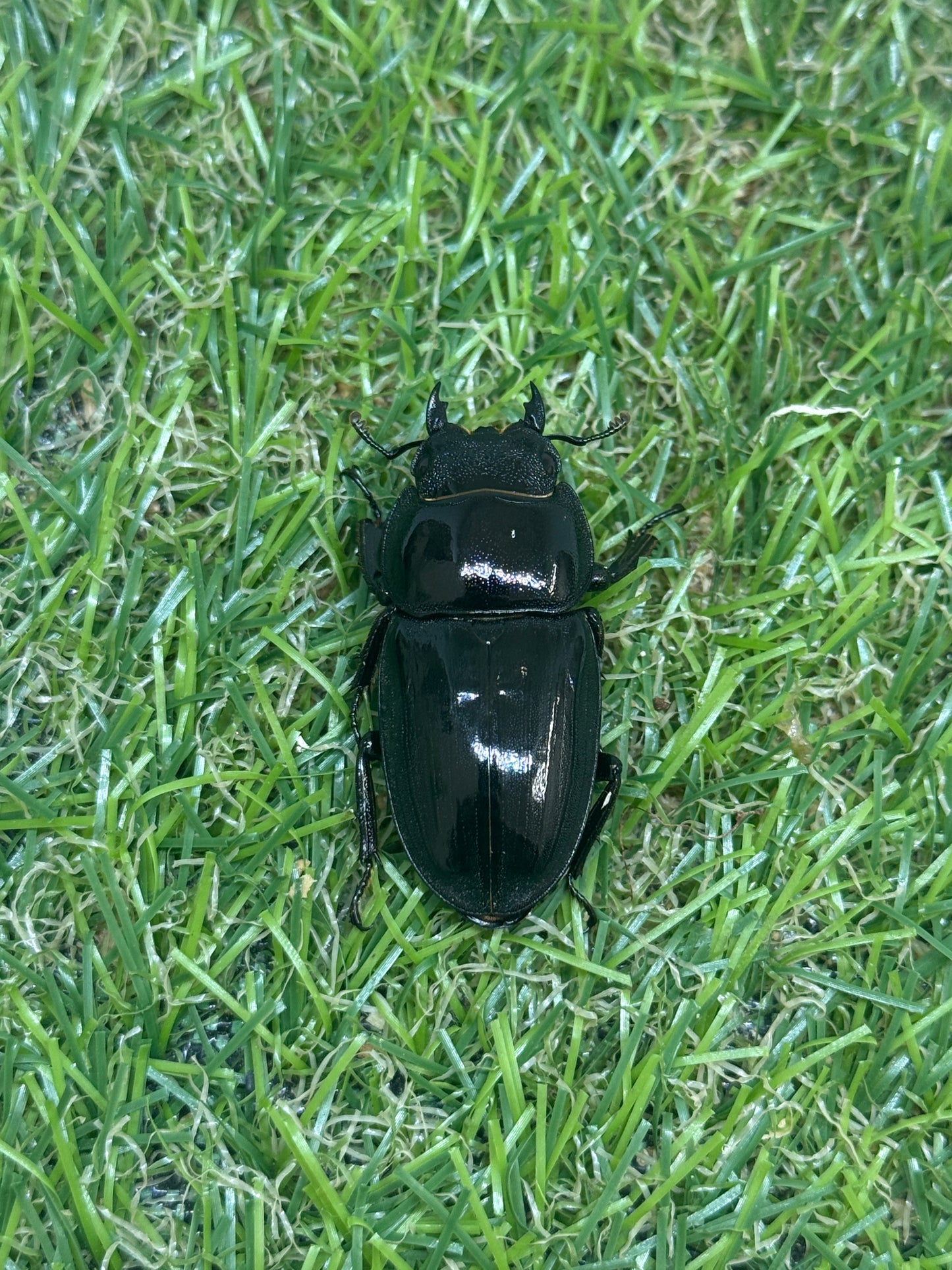 オキノエラブヒラタクワガタ　♂65.6mm成虫ペア
