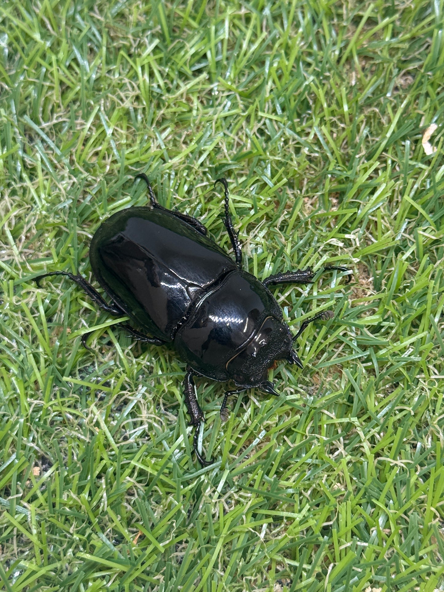 タランドゥスオオツヤクワガタ　♀44.5mm単品