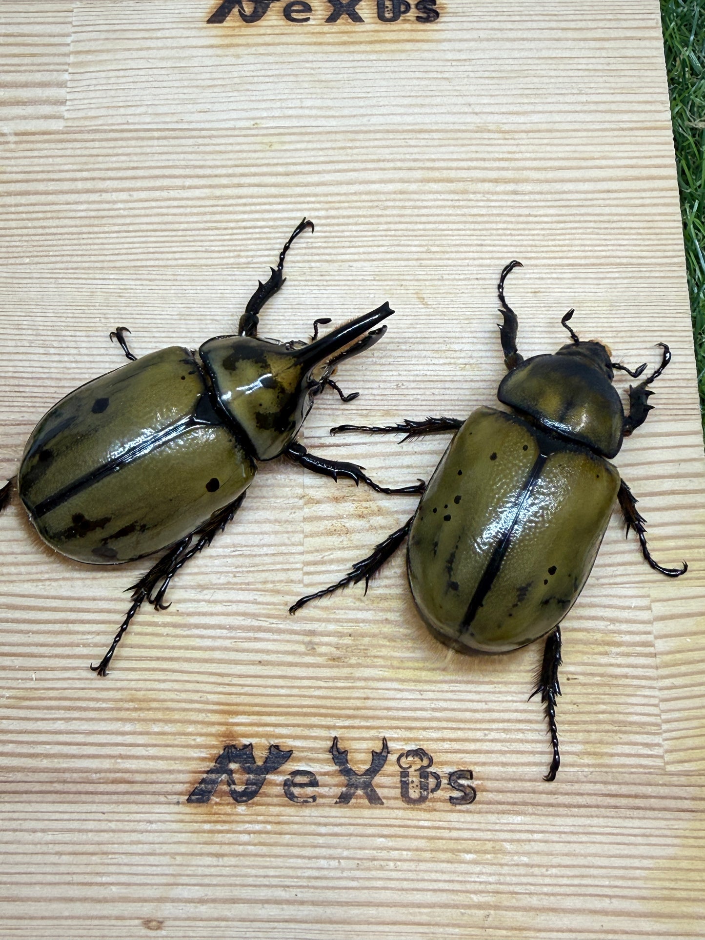 ヒルスシロカブト（ミヤシタシロカブト）　♂67.9mm成虫ペア