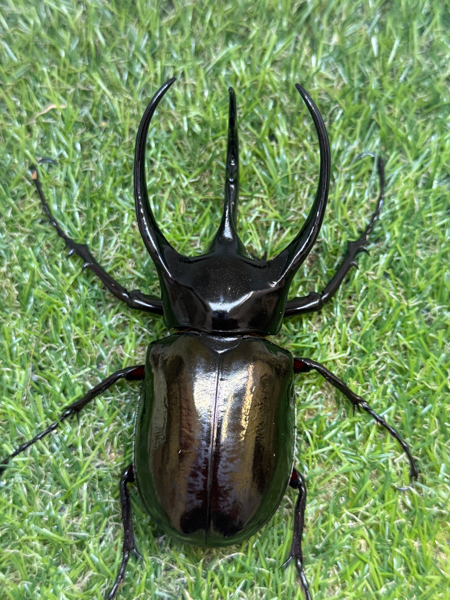 コーカサスオオカブト(西ジャワ　スカブミ)　♂108.6mm成虫ペア