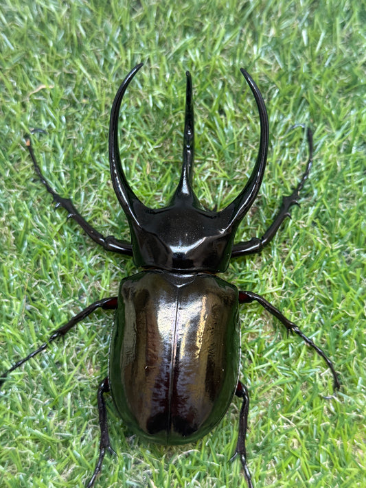 コーカサスオオカブト(西ジャワ　スカブミ)　♂108.6mm成虫ペア
