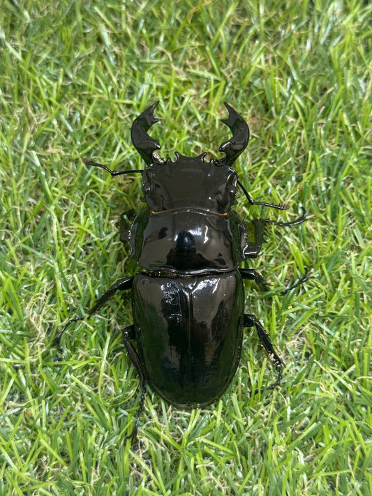 タランドゥスオオツヤクワガタ　♂73.6mm単品