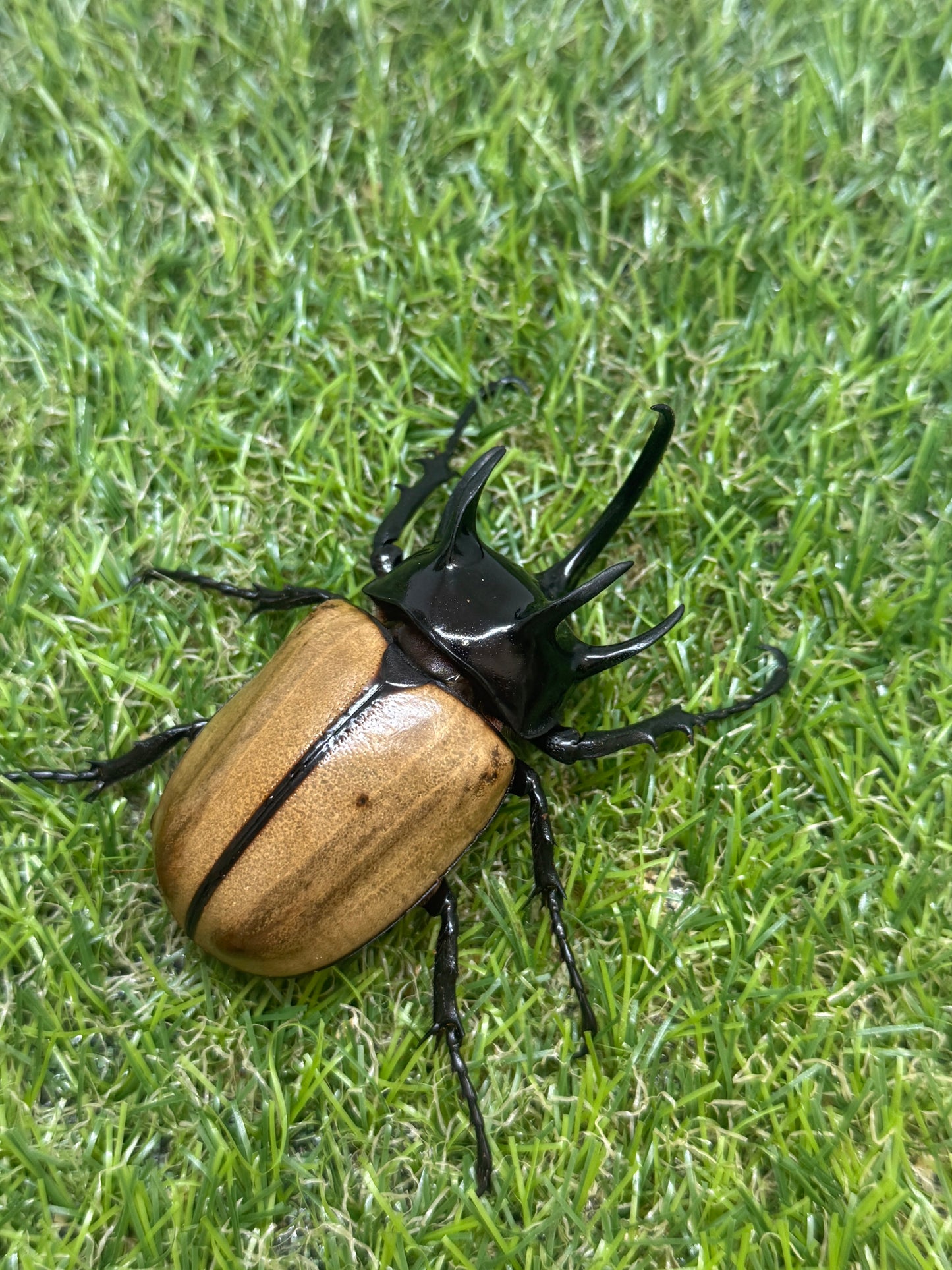 ゴホンヅノカブトWD　♂78mm成虫ペア
