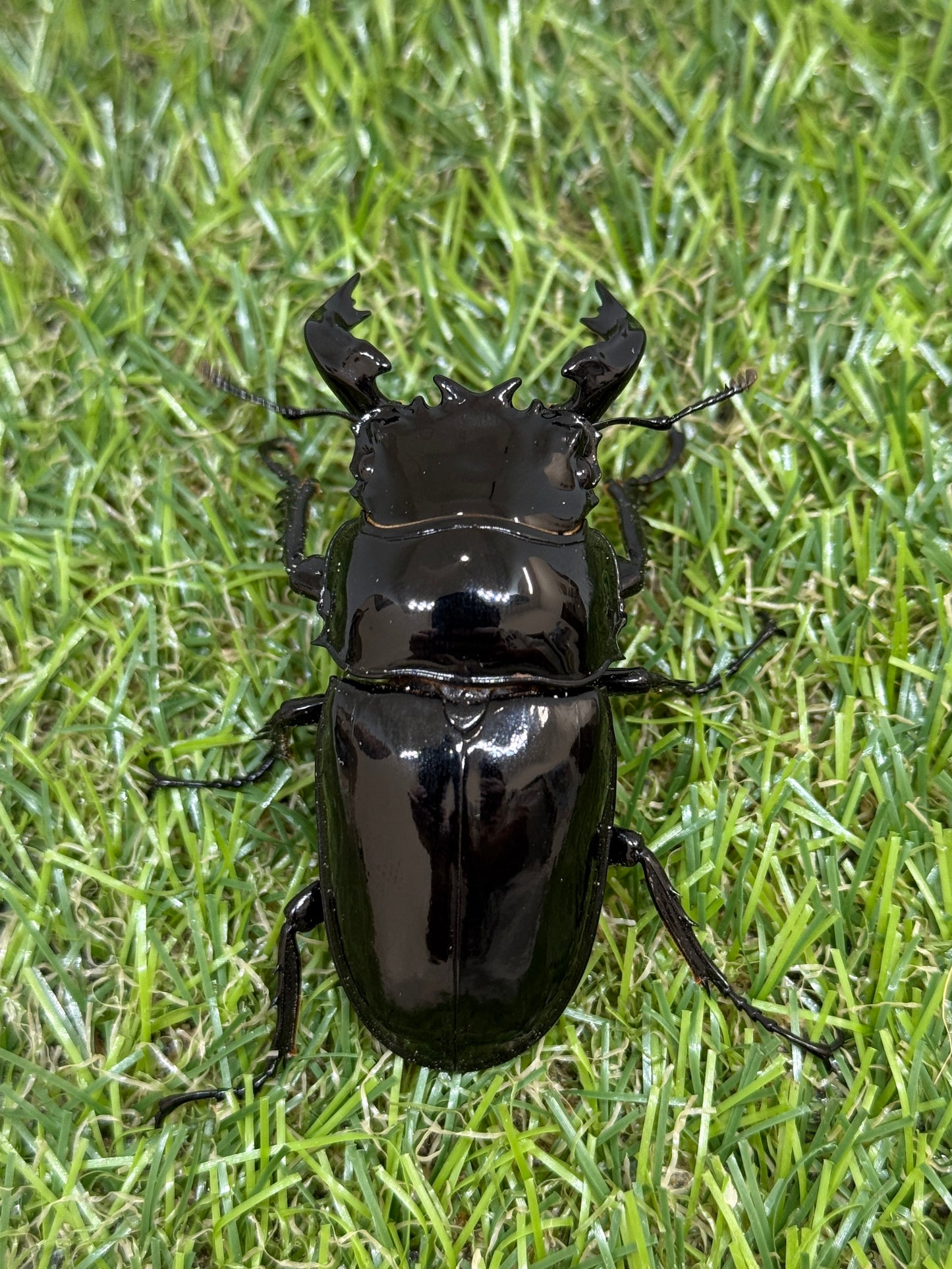 タランドゥスオオツヤクワガタ　♂65mm成虫ペア