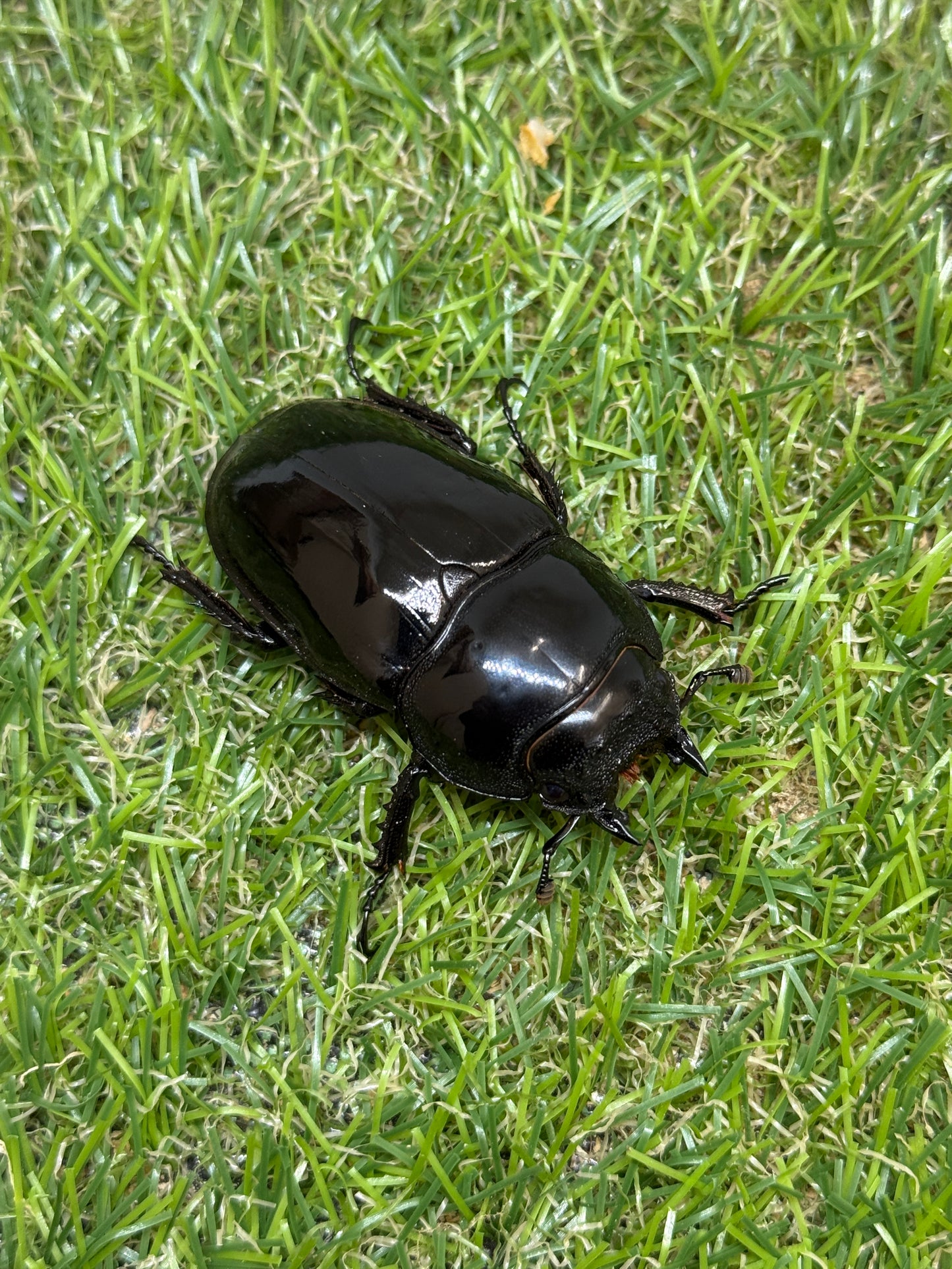 タランドゥスオオツヤクワガタ　♂87.1mm成虫ペア