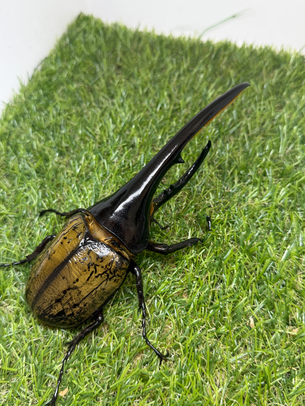 DH･ヘラクレス(大型血統)　♂152mm単品